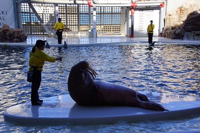 海獣ショーがいっぱい、城崎マリンワールド