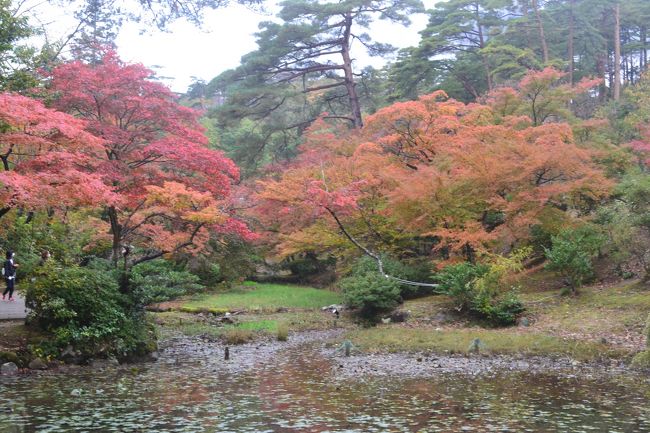 １１月５日～６日に越後の紅葉の名所として知られる、柏崎の松雲山荘、弥彦のもみじ谷、越後のもみじ園に行ってきました。<br />この３か所では、地元の観光協会等が共催で、１０月２６日（土）～１１月２４日まで、夜間はライトアップして紅葉まつりを行っています。<br />もみじの紅葉具合について、最新情報をお知らせします。<br />この写真は、弥彦もみじ谷の水芭蕉園から見たの紅葉です。観月橋は、この上にあります。