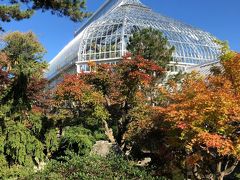 ピッツバーグ！大学エリアのフィップス温室植物園は菊が満開！！