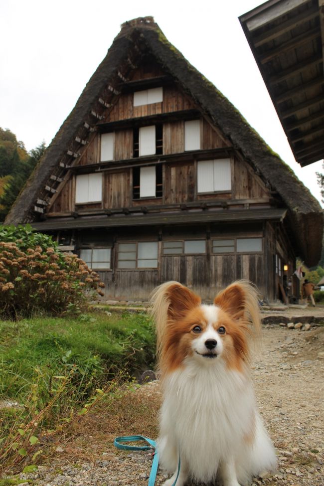 ②高山から白川郷・下呂温泉へ_秋の3連休パピヨンみっくの犬旅