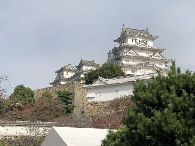 11月初旬。初めての姫路城へ行ってきました。世界遺産・国宝「姫路城」に以前から、必ず行くと決めていましたが、なかなか行く機会に恵まれなかったのですが、ようやく実現することが出来ました。当日は、暑くもなく寒くもなく、ちょうど観光には良い日に恵まれて、気分よく姫路城(姫路駅周辺も)散策することができました。お城は国際的にも有名なのか、外国人の姿が多かったように思いました(観光客の6割以上が外国人)。そして今の時期、学生の(生徒)たちの修学旅行なのか団体客も多く、とても平日とは思えないような混み様でした。また天守の上りの登城規制もありました。その他「護国神社」「姫路神社」も参拝できました。また姫路名物(B級グルメ?)の「姫路ちゃんぽん焼き」なるものも、食べることができました。この「ちゃんぽん焼き」は絶品で一味がピリッときいて、焼きそば系としては今まで食べた中で一番、美味と思いました。とにかく満足な一日を過ごすことができました。また訪れてみた場所が見つかりました。