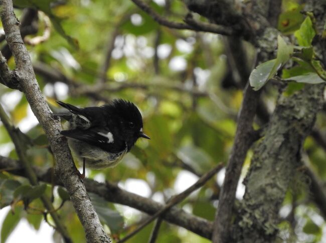 2019年5月下旬、鳥友達より、鳥友の友人がニュージーランドでB&amp;Bを始めたので、一緒にニュージーランドに行きませんか？との誘いがありました。<br />ニュージーランドは以前行った事があり、また再訪したい国でしたし、計算したら手持ちのマイルでなんとか行けそうだったので、決行することに！<br /><br />ただ、ニュージーランドというと、１０時間以上掛かる国だし、会社を3日も休む事になるので、ちょっと心配していましたが、幸い会社も出先の客先も理解があり、快く旅行に行くことができました。<br /><br />鳥友の友人のB&amp;Bはダニーデンという、ニュージーランドでも南にある街で野性のペンギンも見る事ができる街で、ペンギンツアーで野性のペンギンを見る事も楽しみにして出掛けました。<br /><br />日本人のサコさんとニュージーランド人の旦那様アンドリューさんが経営するB＆B　FRANZA FARMはこちら↓↓↓<br /><br />https://www.franzafarm.co.nz/?lang=ja