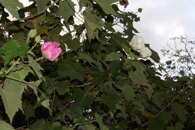 　上野にある東京国立博物館（東博）の東洋館4Fには中国の書や絵画が展示されている。その中に紅白芙蓉図軸（国宝）があり、2軸はそれぞれ八重の白花と八重の赤花が別々の株から咲いているように見える。<br />　そういえば、ここ東博の日本庭園入口にもスイフヨウ（https://4travel.jp/travelogue/11563323）があり、1株に八重の白花と八重のピンクの花が咲いていた。スイフヨウは、朝には白かった花が昼にはほんのりピンク色に染まり、夕方にはさらに濃いピンク色に変化していく不思議な花木であると紹介されているが、ここ東博のスイフヨウを確認してみると夕方になっても白花とピンク色の花が咲いている。<br />（表紙写真は東博・日本庭園入口の紅白の花が1株に咲いているスイフヨウ）