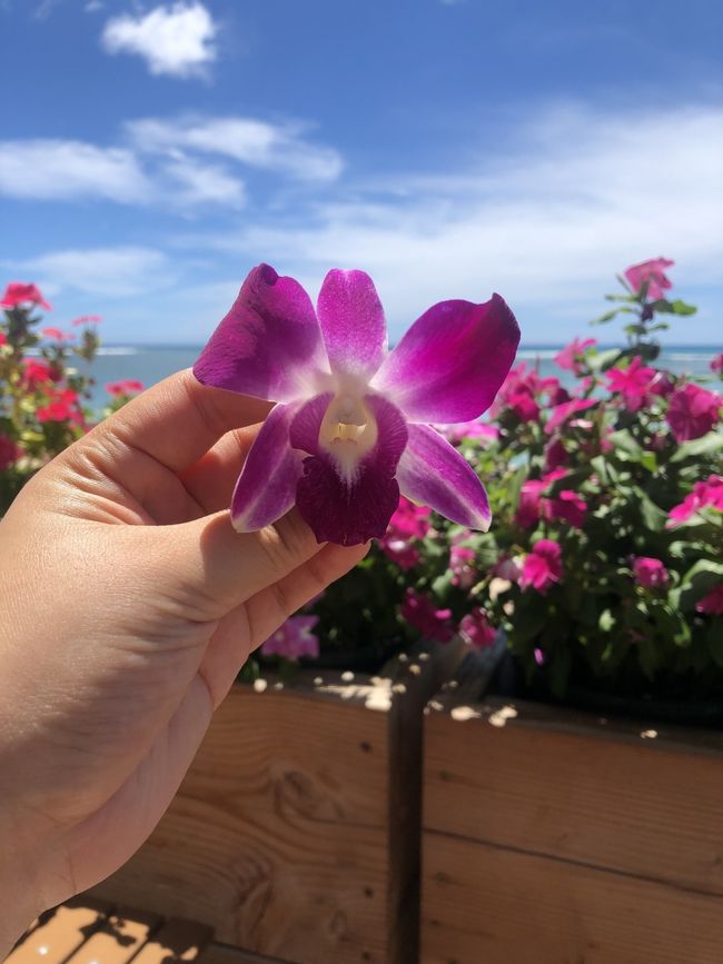 通算16回目のハワイ旅行です!今回は毎年恒例の夏休みハワイでした。5泊でゆったりと楽しめました。<br /><br />日程: 2019年8月27日~9月2日<br />航空会社: 大韓航空(KE001, KE002)<br />滞在先:シェラトンプリンセスカイウラニ