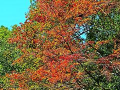 龍王峡-5　白岩折り返し⇒自然研究路を龍王峡駅へ　☆紅葉見ごろを迎え(滞在３時間余)