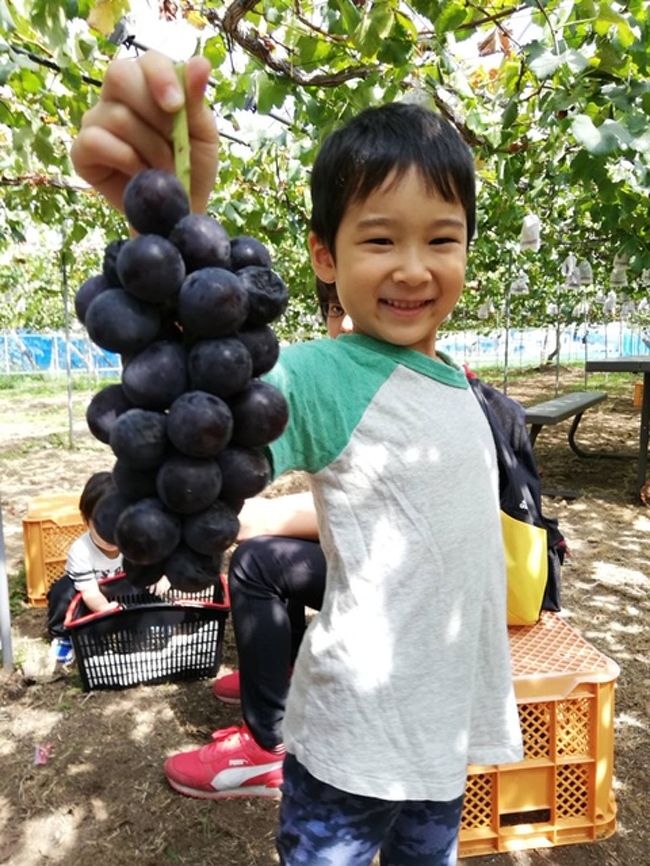 孫が行きたがっていた ぶどう狩りへ<br />連休中なので 中央高速は混雑が予想されるので 茨城方面で見つけました<br />お芋畑の中でぶどう狩りをするところがありました