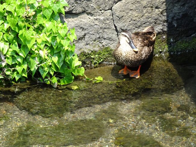 修善寺温泉から下部温泉へ行く途中、三島散策してみました。<br />源兵衛川、三嶋大社、うなぎの丸平