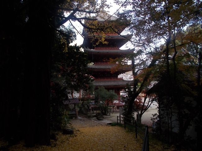鎌倉時代末期に建てられた本堂と南北朝時代の五重塔が国宝に指定されている広島県福山市の明王院は、けっして紅葉の名所というわけではありませんが、それなりにイチョウやカエデの紅葉を楽しむことができます。裏山にある奥の院への参道から山道が展望台に通じていて軽いハイキングもあわせて楽しむことができます。