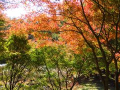 茶臼山から香嵐渓紅葉