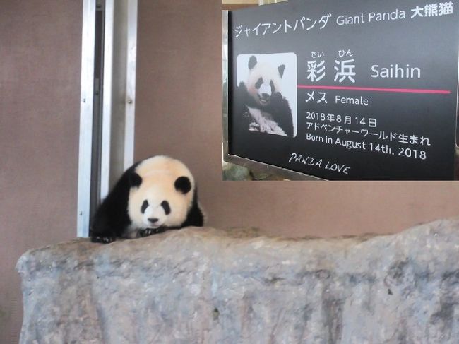 1歳の女の子パンダ サイヒン 彩浜 が独り立ちした日の白浜アドベンチャーワールド 南紀白浜 和歌山県 の旅行記 ブログ By Wakupaku2さん フォートラベル