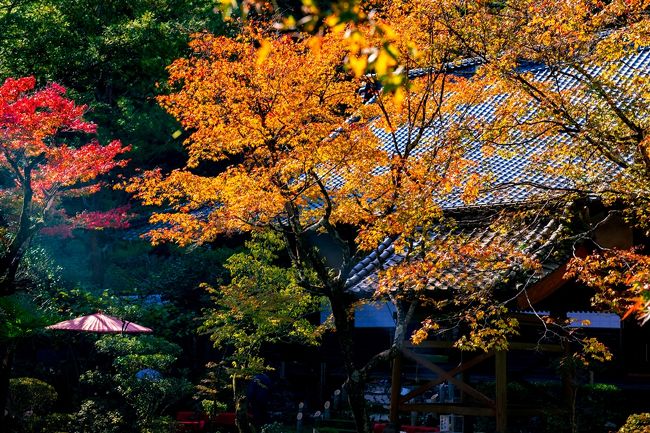 　例年いち早く色づきする豊後大野市清川町の紅葉を見に行ってきました。