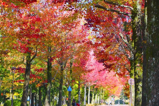 天気予報によれば、本日は晴れ。紅葉シーズンも始まっているとのネット情報により、”ちょっと金沢”まで行くことにした。