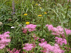 「大蔵高丸、ハマイバ丸登山」はお花畑天国