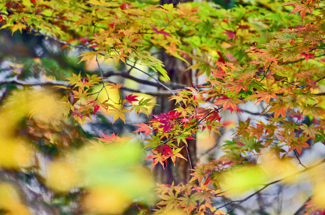 2019紅葉前線を探して「飛騨美濃せせらぎ街道」（1）