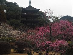２０１９年２月　山口県・山口市　瑠璃光寺の梅を見に行きました。