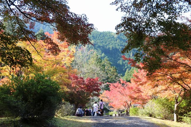 前日の9日に兵庫県立三木山森林公園に出かけたところ、結構紅葉が進んでいたので、翌10日に紅葉観賞に出かけてきました。<br />今年は暖かい日が続いたせいか紅葉が遅れ、平年だと見頃のところが多いのに、今年はかなり遅れているようです。<br />とはいうものの、インターネットの紅葉情報をあてに出かけてきました。<br />今回出掛けたのは、兵庫県の有名な紅葉スポットの丹波市の高源寺と日本の滝百選の一つの天滝。<br />何れもインターネットの紅葉情報では見頃でしたが、いざ出かけてみるとちょっと早かったようです。<br />やはり今年は暖かい日が続いたせいか、紅葉もかなり遅れ気味のようです。<br />それでも紅葉した木も一部あり、天気も良かったので一日楽しむことが出来ました。<br />それにしても天滝は、初めて行きましたが結構な山道でしばらくは筋肉痛で苦しみそうです。