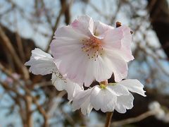 美しかった清楚な冬桜