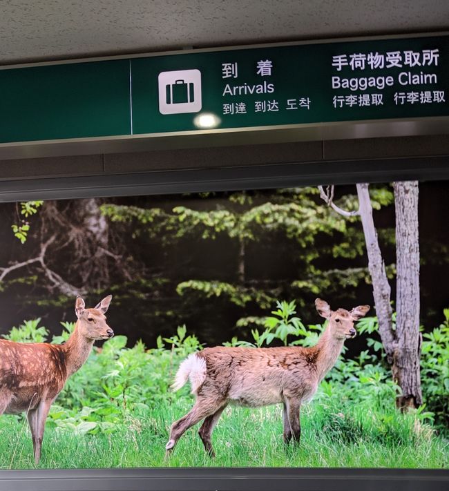 Peachのセールでお安くチケットが取れたので、２日間休みをもぎ取って旅行に行ってきました。<br />今回の旅行の優先順位は、1.花咲ガニ食べたい、2.美幌峠を見たい、3.時間があれば納沙布岬へ、4.温泉に入りたい、です。<br />交通手段としては列車も捨てがたかったのですが、美幌峠方面に行くには不便なのでレンタカーで。<br />しかし、この辺り一帯はエゾ鹿がよく出没するらしく、あたり所が悪ければ車も動かなくなるほどらしい。こわい。<br />そういうわけで終始エゾ鹿に怯えながらのドライブ旅になりました。