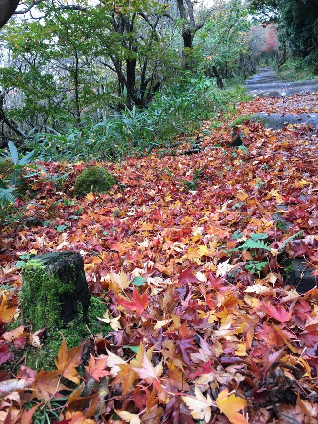 九州の平地の紅葉は11月下旬から12月上旬が見頃なのですが、だいたい毎年うっかり時期を逃してしまうので、今年は九州イチ早い紅葉を見るべく泊まりで計画して行ってきました。