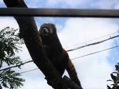 天王寺動物園でネコ科を探しながら過ごした休日