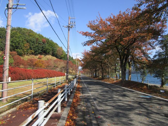 ２０１９年１１月９日,<br />夫が新しく買ってくれたロードバイクで<br />奥琵琶湖にある桜で有名な場所、海津大崎まで高島の源氏浜から（約５２Ｋｍ）<br /><br />２０１９年１１月１２日、<br />今日は風が強いため、今津浜から海津大崎＆菅浦まで（約４４ｋｍ）、紅葉見学してきました。。