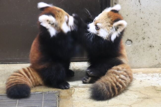 埼玉こども動物自然公園でレッサーパンダとコアラの赤ちゃんに会いたい 3 終日展示になったレッサーパンダの赤ちゃん見放題 みやびちゃんの夕食付 東松山 埼玉県 の旅行記 ブログ By まみさん フォートラベル