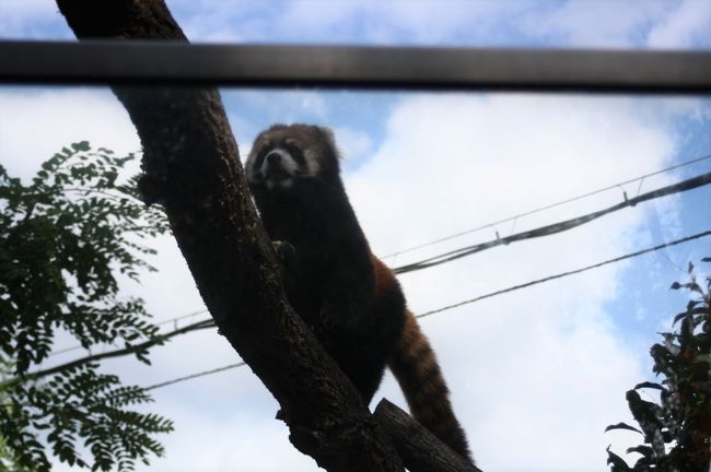 動物園が無料開放だった10/22に地下鉄で天王寺動物園にでかけました。<br />最近、動物の死や脱走事件などが多く報道される天王寺動物園。<br />ゾウもコアラもいない動物園はなんだか寂しい空気を感じました。<br />ベンガルヤマネコもスナドリネコも亡くなっていました。<br />ネコ科に会いに行く楽しみで出かけたのですが、ネコ科が少なくなっていて寂しく感じました。<br /><br />天王寺動物園は都会の空気汚染の中にある動物園です。<br />以前は旭山動物園の園長さんと親しい園長さんだったのですが・・・。<br /><br />動物たちが守られますように祈りながら歩きました。<br /><br />天王寺動物園周辺の景色が商業施設になってすっかり変わりました。<br />以前は青テントで過ごされているホームレスの方たちも多くおられました。<br />動物園の入口近くでは新しい施設の工事がされていました。<br /><br />動物や鳥たちにとって、安心安全の環境で健康が守られますように。<br /><br /><br /><br />