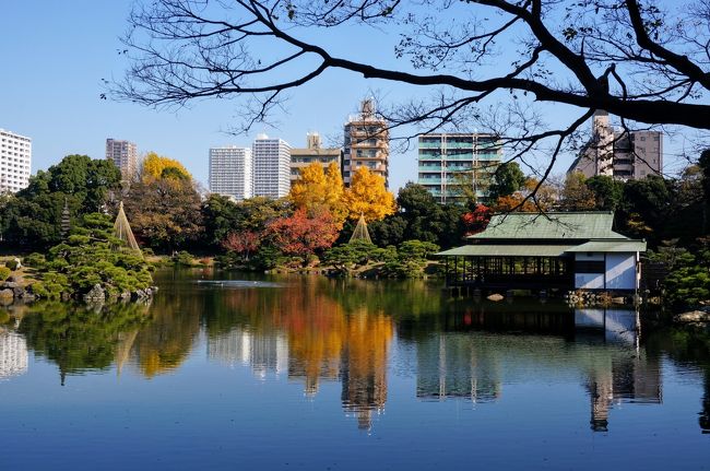 毎年紅葉の時期に行われている「都立庭園紅葉めぐりスタンプラリー」<br />都立９庭園のうち６か所を巡ると先着１００００名に「庭園カレンダー」（非売品）がもらえるというキャンペーンがあります<br /><br />ここ２、３年、カレンダーが欲しいのも含め、天気の良い日に全９か所をはしごしました。ついでに近隣も観光です。<br /><br />①．清澄庭園<br />２．旧岩崎邸庭園<br />３．殿ヶ谷戸庭園<br />４．旧芝離宮恩寵庭園<br />５．小石川後楽園<br />６．旧古河庭園<br />７．浜離宮恩寵庭園<br />８．向島百花園<br />９．六義園<br /><br />清澄庭園<br />開園時間　ＡＭ９：００～ＰＭ５：００<br />入園料　　一般　　１５０円<br />　　　　　シニア　　７０円<br />交通　　　都営大江戸線・東京メトロ半蔵門線「清澄白河」駅下車　徒歩3分