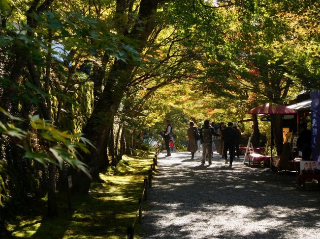 急に思い立って、京都 大原を訪ねました。紅葉の盛りには未だ早いものの、快晴の青空の下、色づき始めた木々を楽しみました。