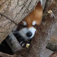 どこかにマイルで札幌☆一人旅　その２　円山動物園　　パート１