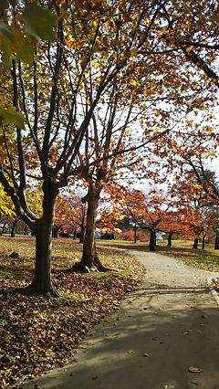 紅葉を求めて。釜山・慶州  初めてのひとり旅(ちょっとドキドキ)③