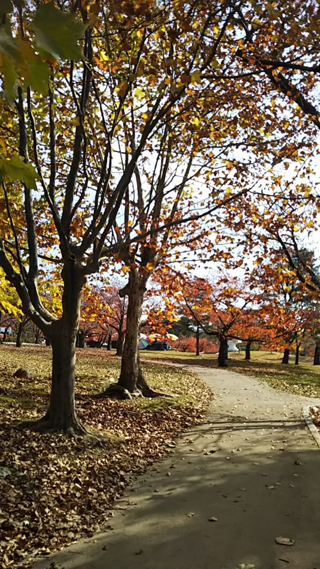 紅葉を求めて。釜山・慶州  初めてのひとり旅(ちょっとドキドキ)③