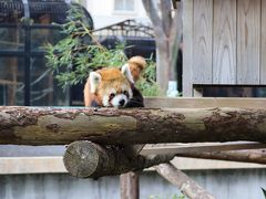 癒されたよ小さな動物達に入場無料野毛山動物園で　11月/2019