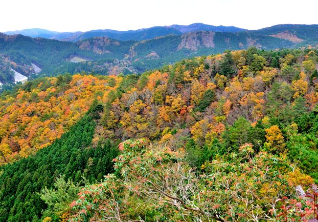 奥三河の岩岳に登った。出発前は段戸山に登る予定だったが、登山口に登山禁止の看板があり、隣の岩岳に変更。帰路、小原村に寄り四季桜と紅葉の競演を楽しむ。紅葉のピークには少し早かった。<br />１．	コースタイム<br />・０８５０　岩岳登山口<br />・０９２５	 尾根道コース分岐<br />・０９４０～１０００　岩岳<br />・１０１０　林道コース分岐<br />・１０３０　送電鉄塔<br />・１０５０　登山口<br /><br />２．登山道の様子<br />登りは林道コース、下りは尾根道コースをたどる。登山道は緩やかで分かりやすい。頂上手前の大岩だけは手を使って登る、注意がいる。<br />