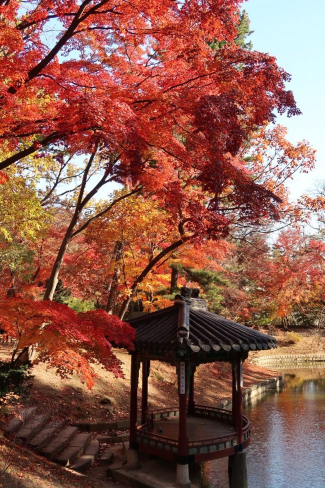 現在韓国在住なのですが、日本の紅葉が懐かしいなぁ～韓国でも紅葉見に行こうかなぁ～～とふと思い立ち、ソウルの紅葉の名所、昌徳宮へ紅葉狩りに行ってきました。<br /><br />最低気温が初めて0度近くまで下がったこの日、紅葉はちょうど見ごろでした♪<br /><br />ついでにすぐ近くの韓屋カフェ、そして北村韓屋マウルにも立ち寄ってきました^^