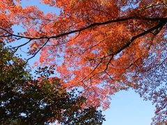 バスツアーで紅葉スポット巡り