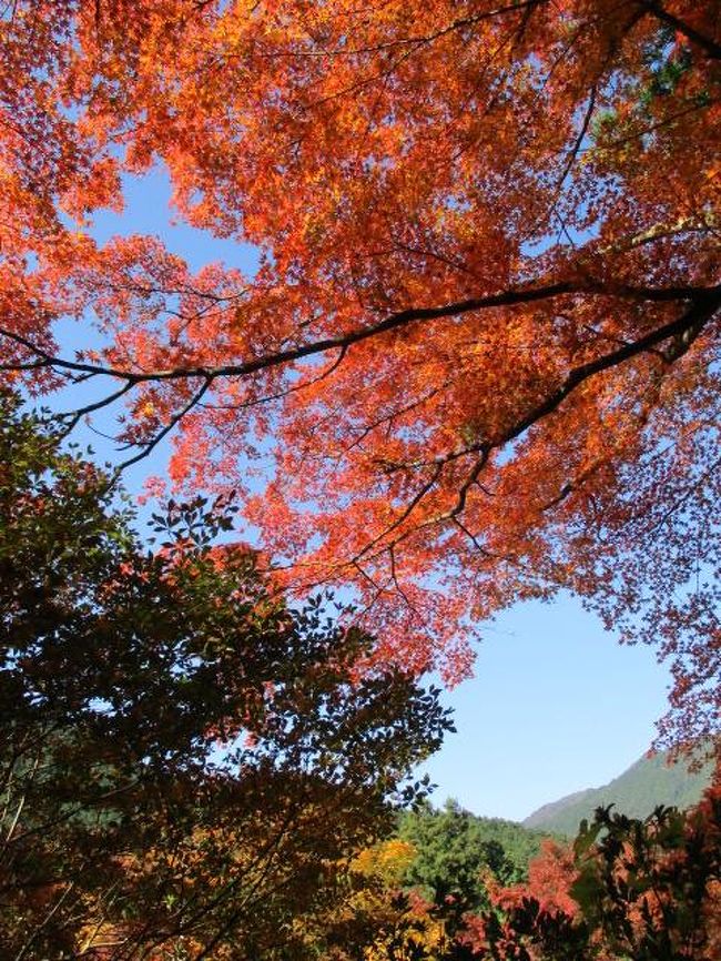 そろそろ紅葉の季節、地元ではまだちょっと早いのですが丹波あたりでは色付きも良くなってるとのことです。<br /><br />お手頃なバスツアーがあったのでちょこっと出かけてきました。