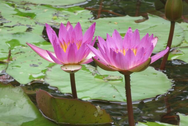 フラリエ庭園の熱帯睡蓮の紹介です。熱帯スイレンは、花茎を水面より上に伸ばして大きな花を咲かせます。花色は温帯スイレンにはない青や紫色があり、多彩で、エキゾチックな雰囲気を持ちます。