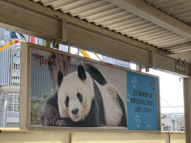 神戸旅行の目玉！！！と言っても過言ではない、王子動物園のパンダさんに会いに行きました。<br />1日いられます。近所だったら、毎週通ってしまいそう。