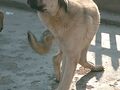 トラピックス「トルコ大周遊15日間」（8）カンガール犬と遊んだ後はディヴリの世界遺産ウルジャーミーと病院に驚嘆してネムルート山を目指す。