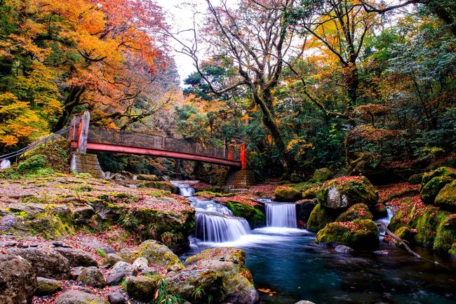 紅葉が美しい菊池渓谷へ。<br /> 菊池渓谷は、阿蘇くじゅう国立公園に属しており、阿蘇外輪山からの伏流水は日本名水百選にも選ばれています。春の瑞々しい新緑、夏の冷たい清流、秋の美しい紅葉、冬の幻想的な樹氷など四季折々に美しい景色を見せてくれます。