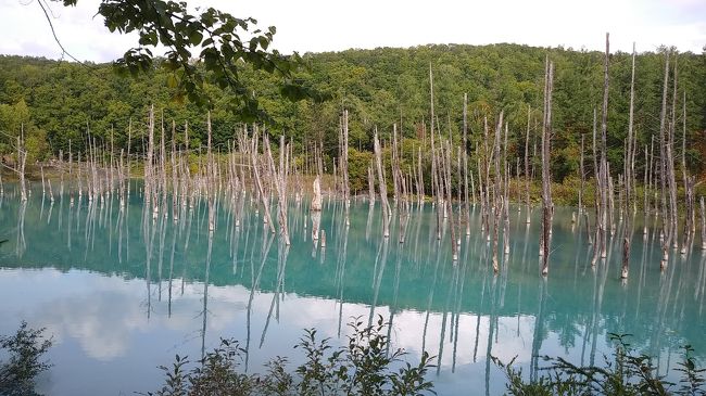思い立って、秋の北海道へ<br />お一人様で富良野・美瑛日帰りバスツアーに参加してきました。<br />ランチ付きで楽々バス移動!かなりお得で快適だったので、次回も申し込もうと思いました。