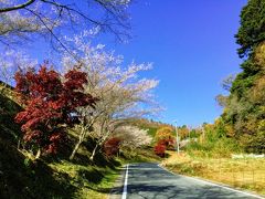 紅葉の香嵐渓と小原四季桜まつり　②