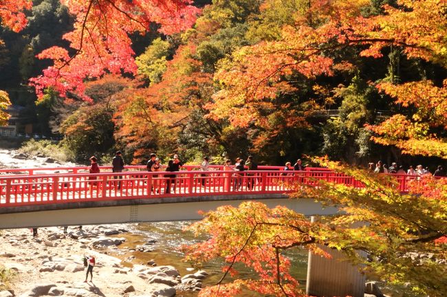 今年の紅葉は1週間程度遅れていると言う。<br />去年の大井平公園は、１１月８日に行ったらとてもきれいでした。<br />行こうとした１２日は、そろそろ紅葉が見頃という情報もあって、行ってみることに。<br /><br />アクセスは、猿投グリーンロード「力石ＩＣ」降りて飯田街道を通り、国道153号線を東へ進む。<br /><br />全国的に有名な香嵐渓、見頃の時期はツアーバスや車で二車線の道は大渋滞になるので、ちょっとまだ早めの感じがしないでもないけれど、足助城とあわせて行ってきました。<br />可愛いお猿の猿回しも見れて楽しい１日でした。<br /><br />アクセスは<br />●東海環状自動車道 豊田勘八IC下車、国道１５３号飯田方面へ１３キロ（香嵐渓へ）<br />もしくは、<br />●猿投グリーンロード力石IC下車、国道１５３号飯田方面へ９キロ（香嵐渓へ）<br /><br />表紙の写真は、香嵐渓