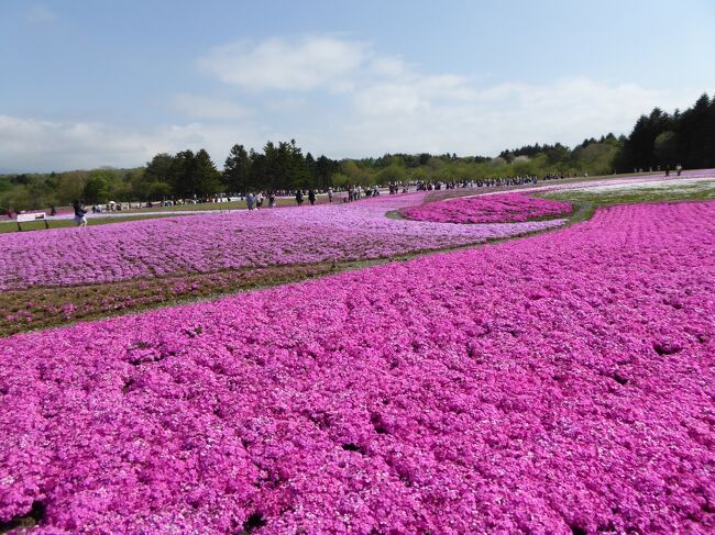 母娘旅 2015年GW in 鎌倉＆山梨(富士山5合目、本栖湖富士芝桜まつり)＜前編＞