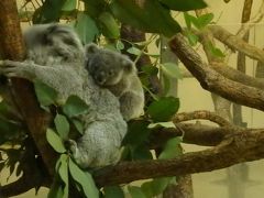 ふっくらまんまる コアラの赤ちゃんが可愛い 多摩動物公園 日野 昭島 東京 の旅行記 ブログ By まーやんさん フォートラベル