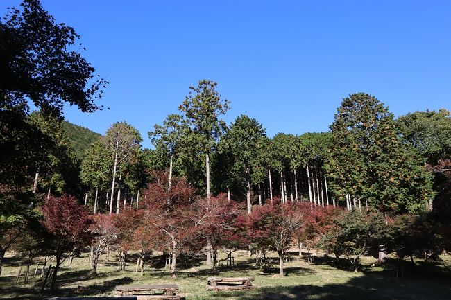 奥湯河原への紅葉狩り。まだほんの色づき始めでした。<br />池峯ハイキングコースを歩き、途中のもみじの郷などを回りながら万葉公園へ。紅葉の郷は、部分的には赤くなっている気が何本かありましたが、ほとんどは青々としていました。これがみな真っ赤になったらすごいんだろうなと思いながら、今回は紅葉狩りの下見にします。<br />ハイキングコースは１時間半ほど、高低差があり少しハードでしたが、紅葉の季節には絶好のスポットのはずです。<br /><br />ＪＲ湯河原駅　→（路線バス）→　奥湯河原入口バス停　→　池峯ハイキングコース　→　万葉公園　→<br />落合橋バス停　→（路線バス）→　ＪＲ湯河原駅<br />