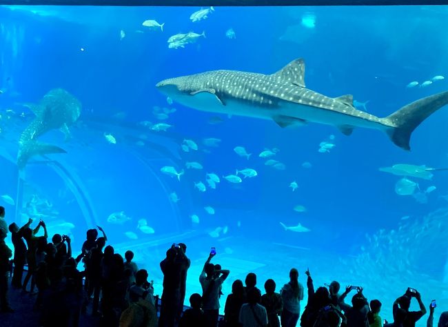 3日目は、古宇利島から美ら海水族館に行って来ました。