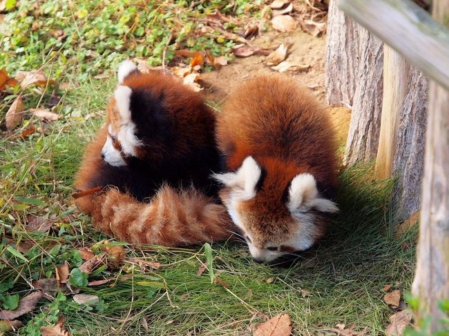 レッサーパンダのあかちゃん令花とニーコに会いに西山動物園へ ランチはヨーロッパ軒のソースカツ丼 武生 鯖江 福井県 の旅行記 ブログ By 4人目のふーさん フォートラベル レッサーパンダのあかちゃん令花とニーコに会いに西山動物園へ ランチはヨーロッパ軒のソースカツ丼 武生 鯖江 福井県 の旅行記 ブログ By 4人目のふーさん フォートラベル