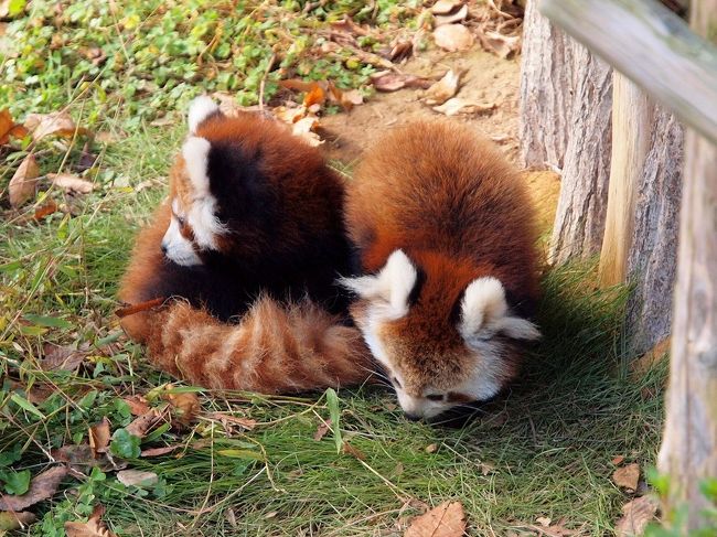 レッサーパンダのあかちゃん令花とニーコに会いに西山動物園へ　ランチはヨーロッパ軒のソースカツ丼